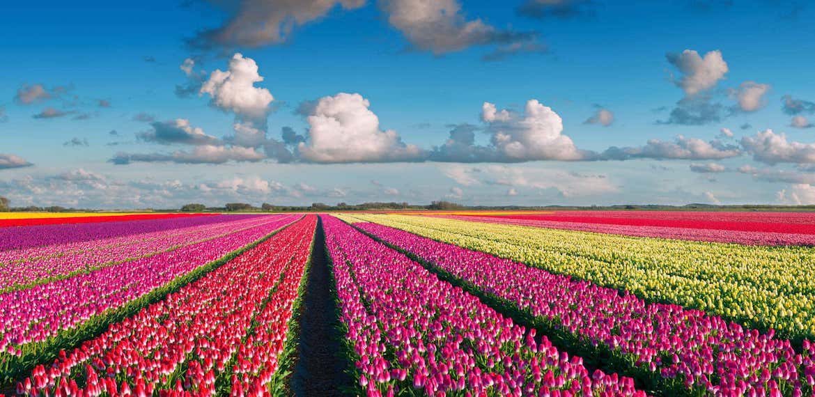 Tulip fields The Netherlands