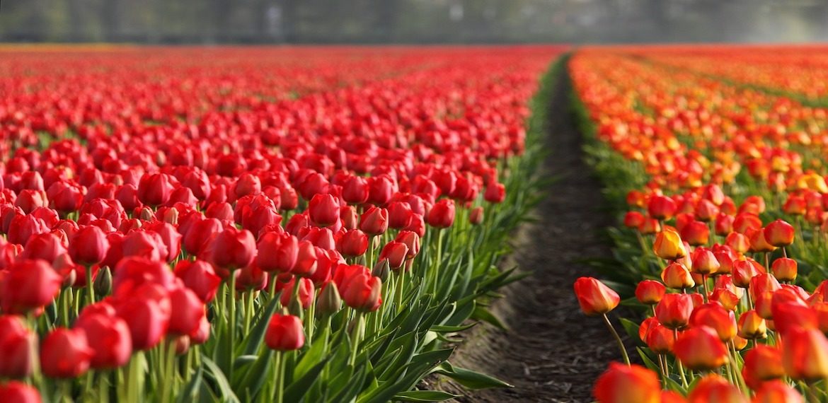 tulips netherlands